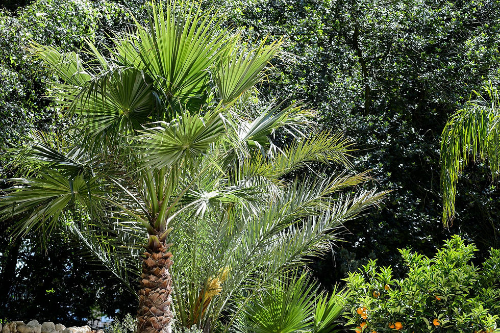 Garden design: Mediterranean gardens