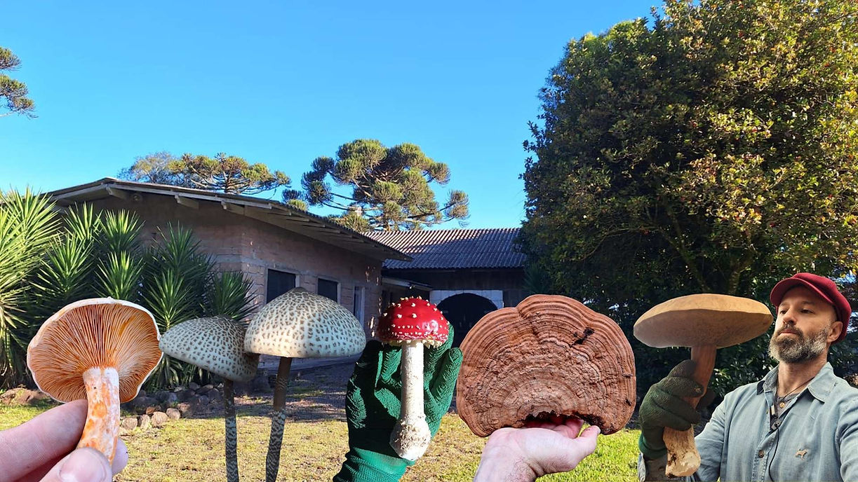 Fungaia Macrofungos Notáveis.jpg