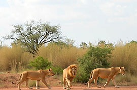 Lion Walk at The gambia.jpg