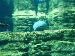 Manatee