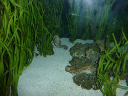 SeaHorse