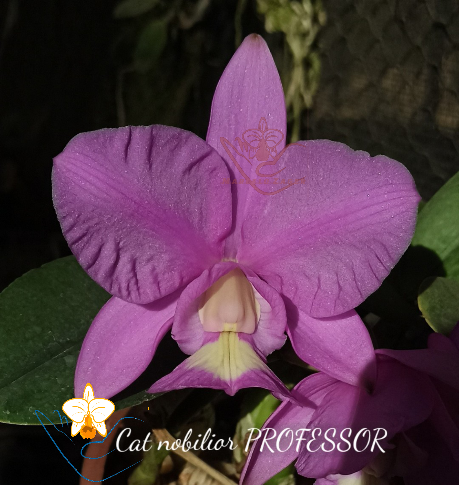 Cattleya nobilior PROFESSOR 