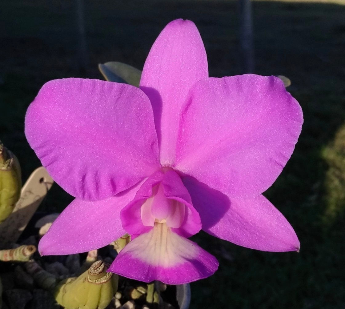 Cattleya nobilior SATURNO 