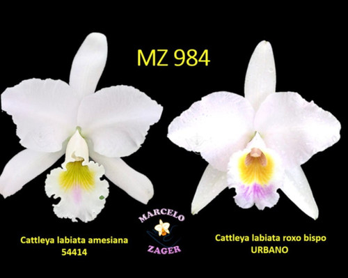 MZ 984 - Cattleya labiata amesiana x roxo-bispo URBANO