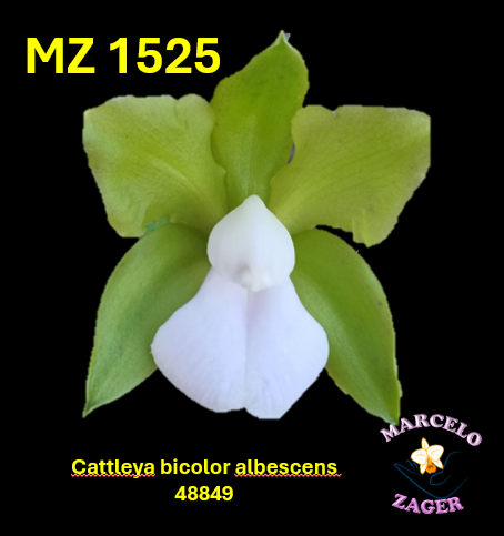 FRASCO - MZ 1525 - Cattleya bicolor albescens x self