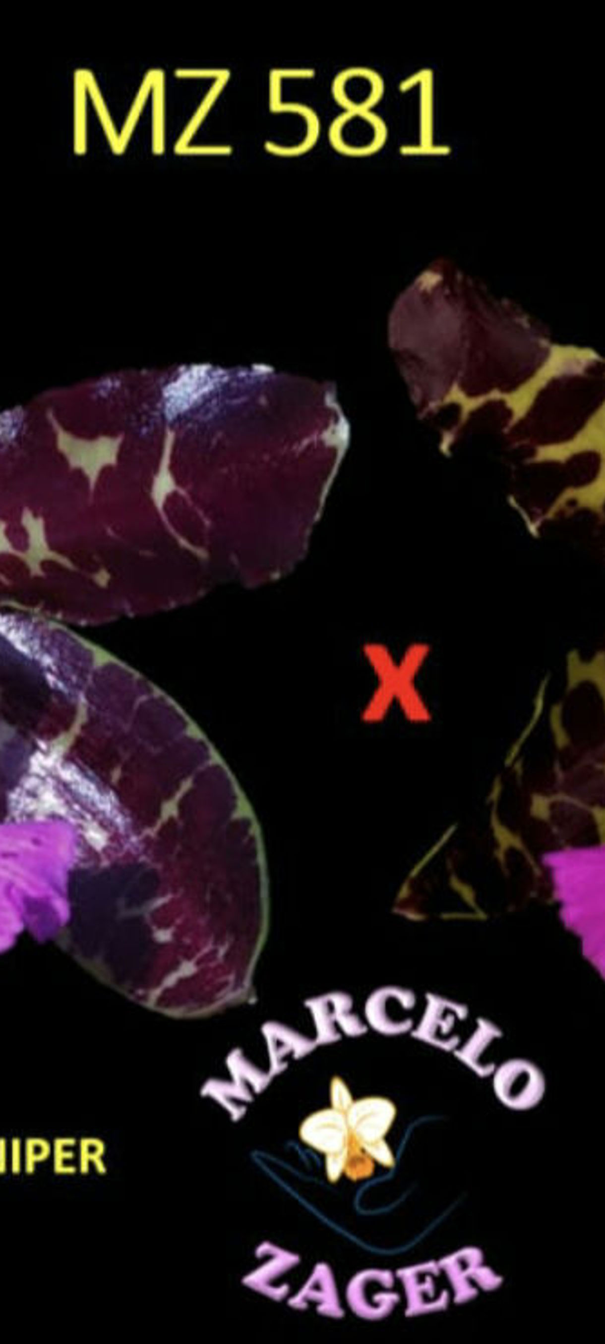 MZ 581 - Cattleya aclandiae SNIPER X PR415