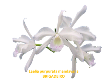 Laelia purpurata nativa mandayana brigadeiro