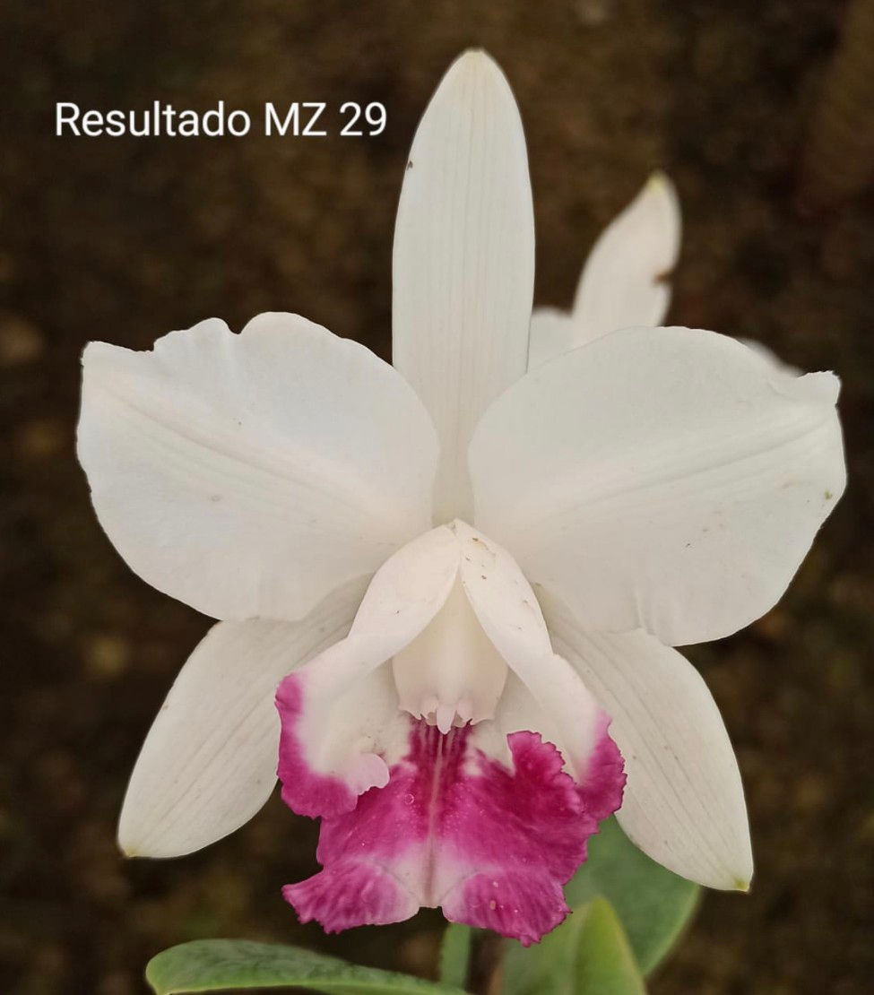 Thumbnail: MZ 29 - Cattleya intermedia vinicolor (baco x chakana)