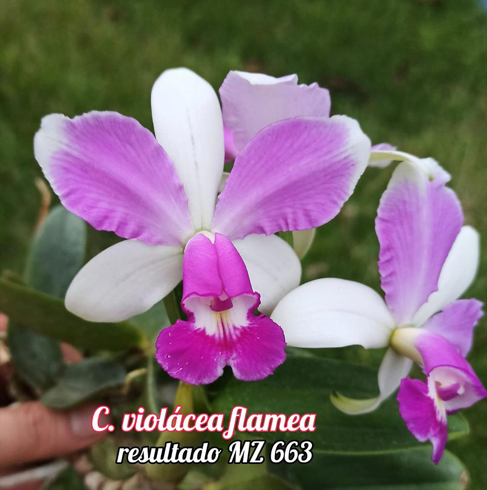 Miniatura: MZ 663 -Cattleya violacea flamea x self
