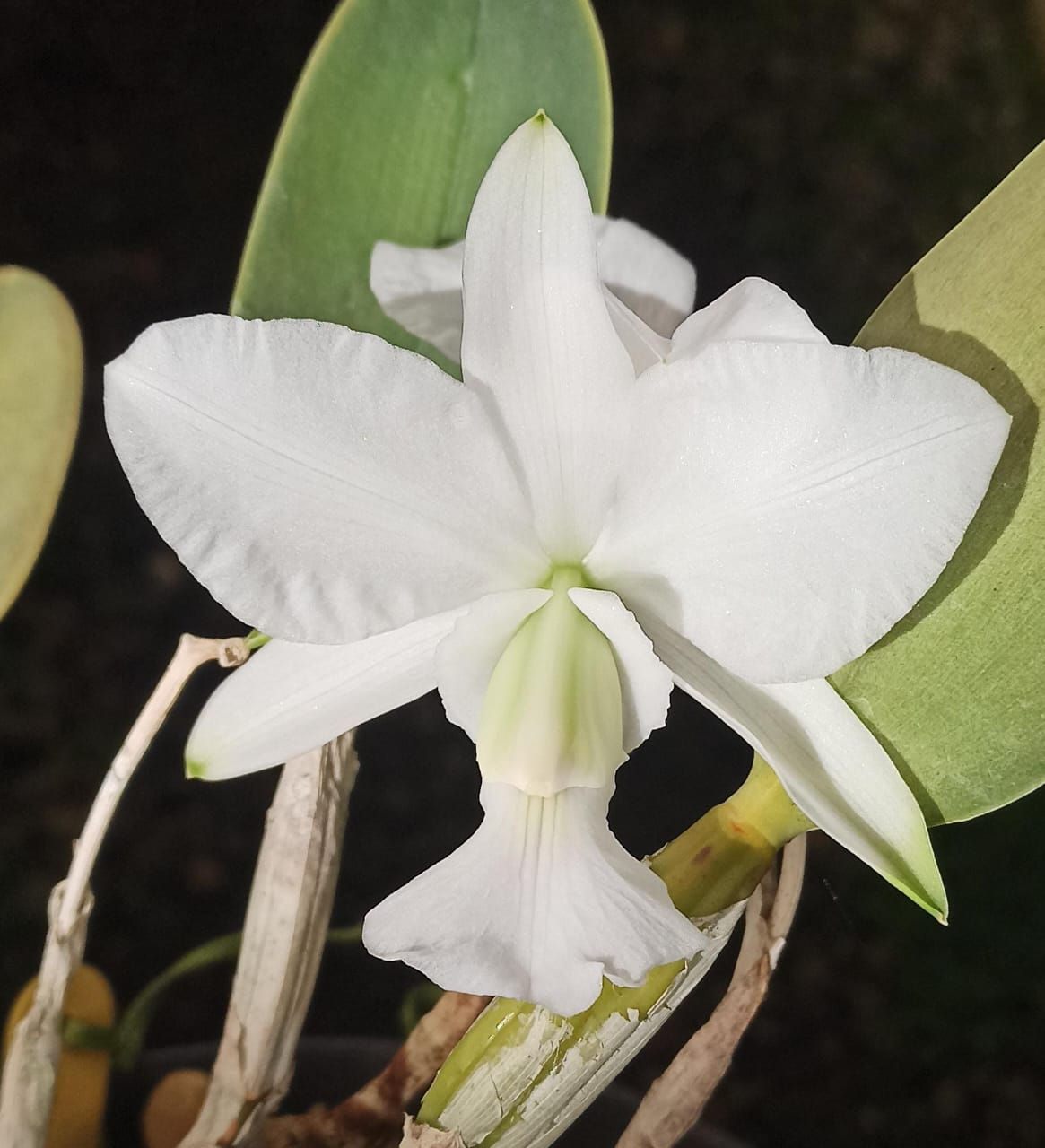 Cattleya walkeriana albescens NEVE