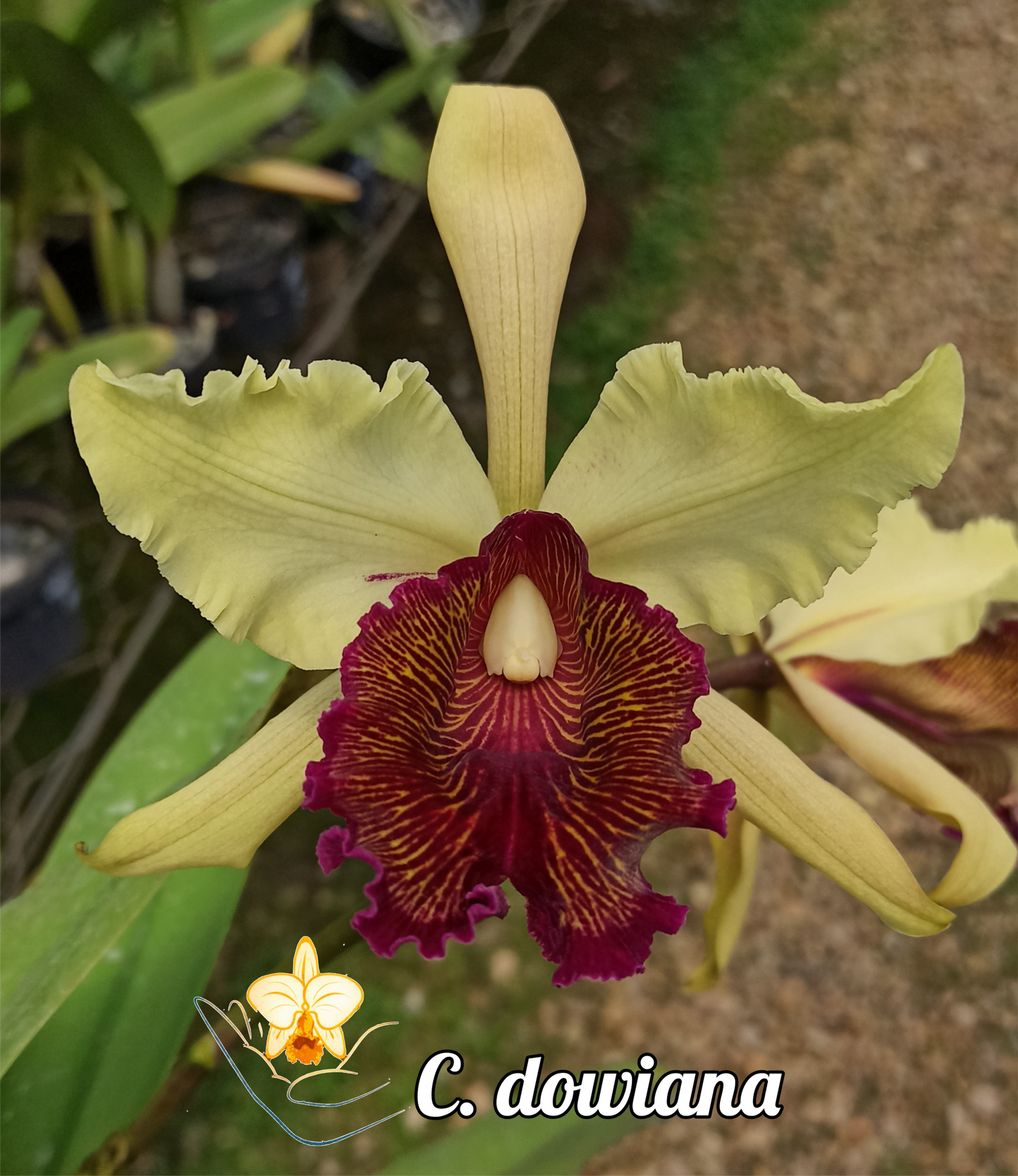 Cattleya dowiana (0001)