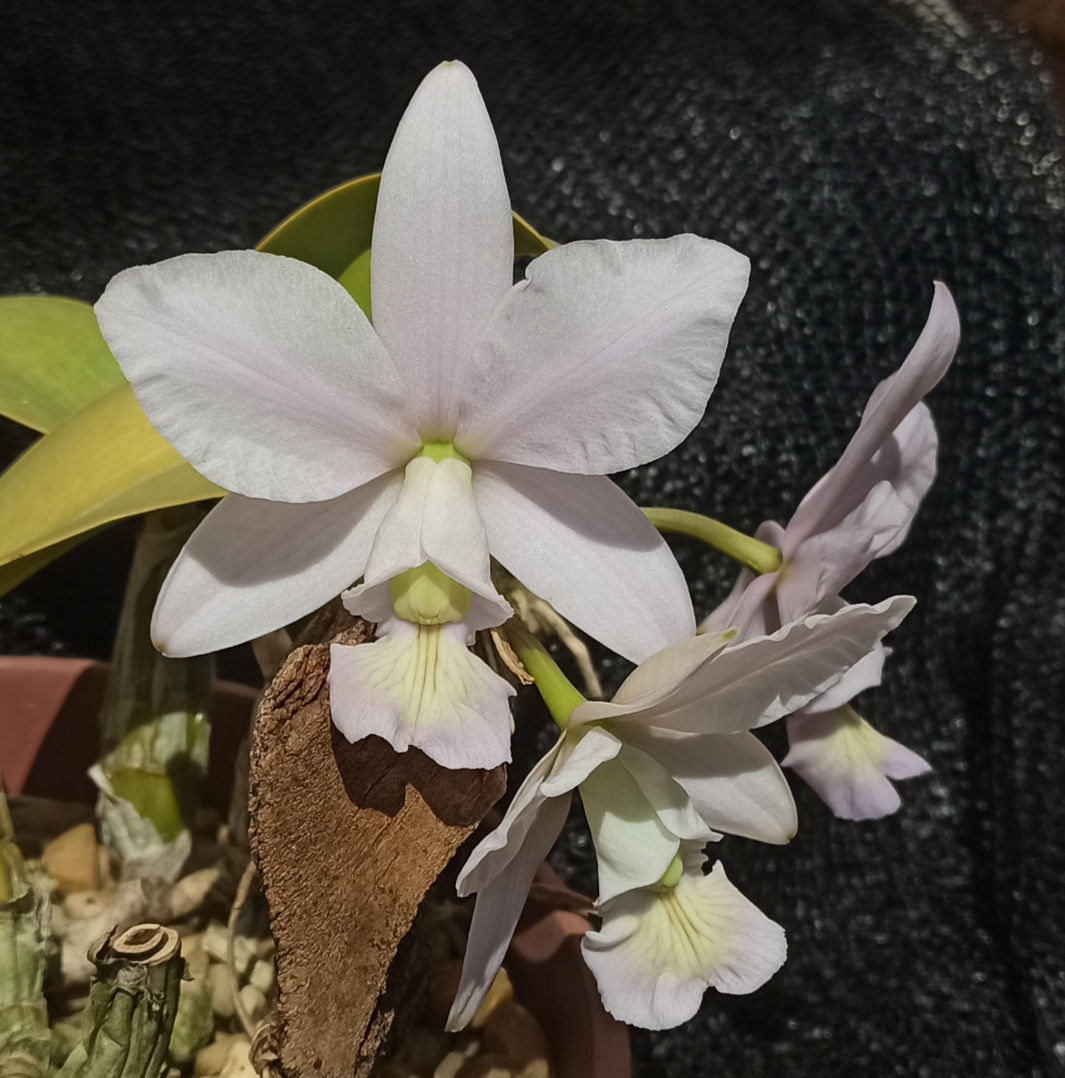 Cattleya nobilior coerulea 11568