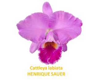 Cattleya labiata henrique sauer nativa