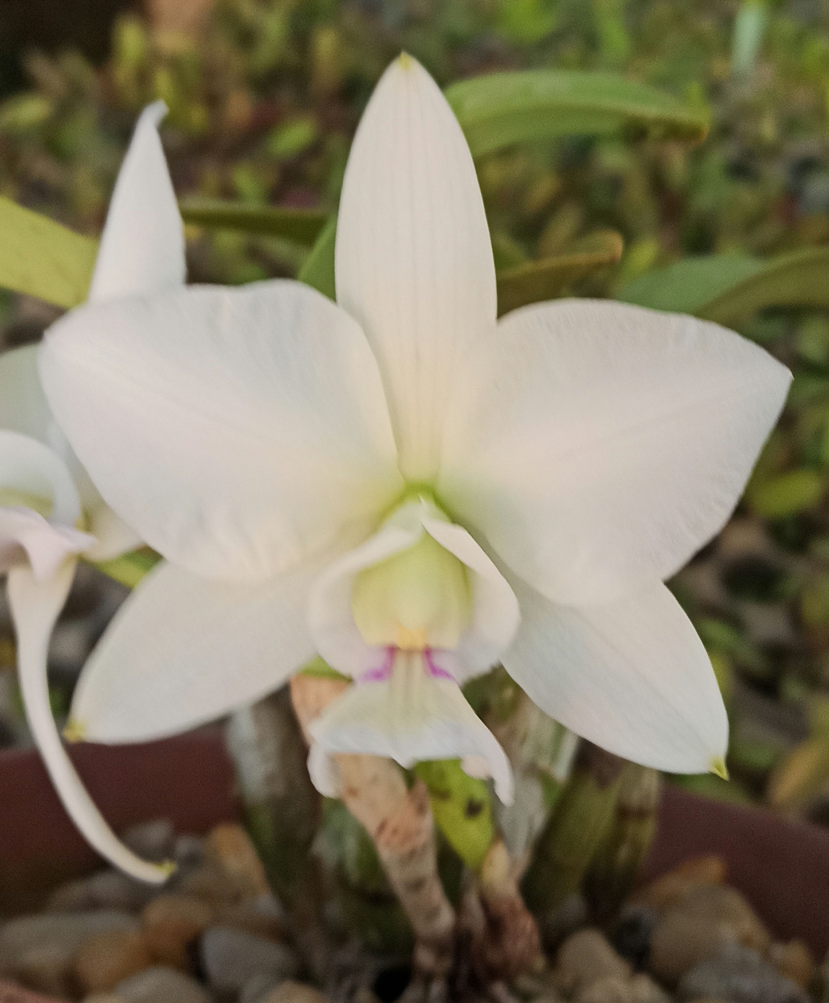 Cattleya nobilior semi alba AKEMI 