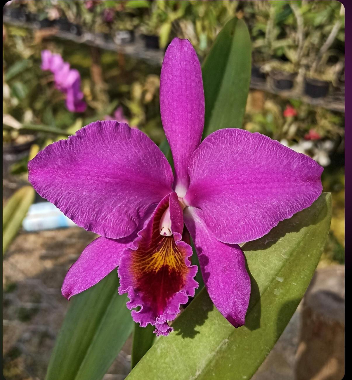 Cattleya percivaliana rubra  (48991)