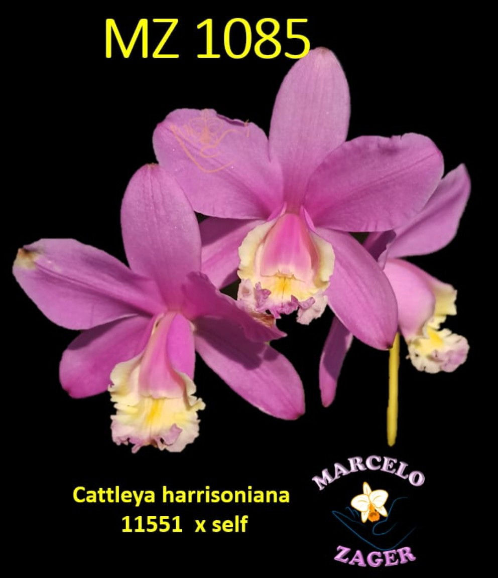 MZ 1085 - Cattleya harrisoniana x self