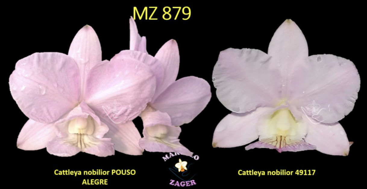 MZ 879 - Cattleya nobilior Amaliae POUSO ALEGRE X  49117