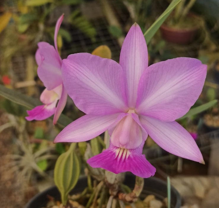 Miniatura: Cattleya walkeriana suave JORDANA