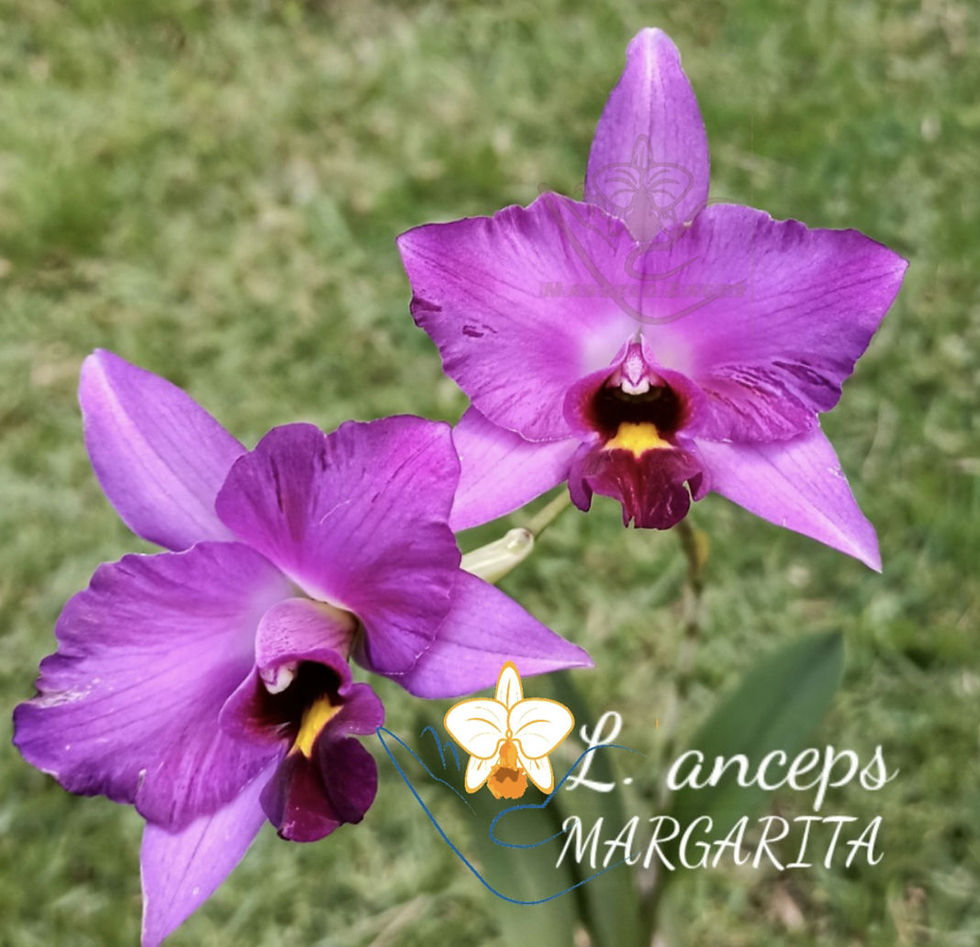 Miniatura: Laelia anceps MARGARITA (55747)