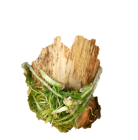 pragas nas orquideas, lagartas