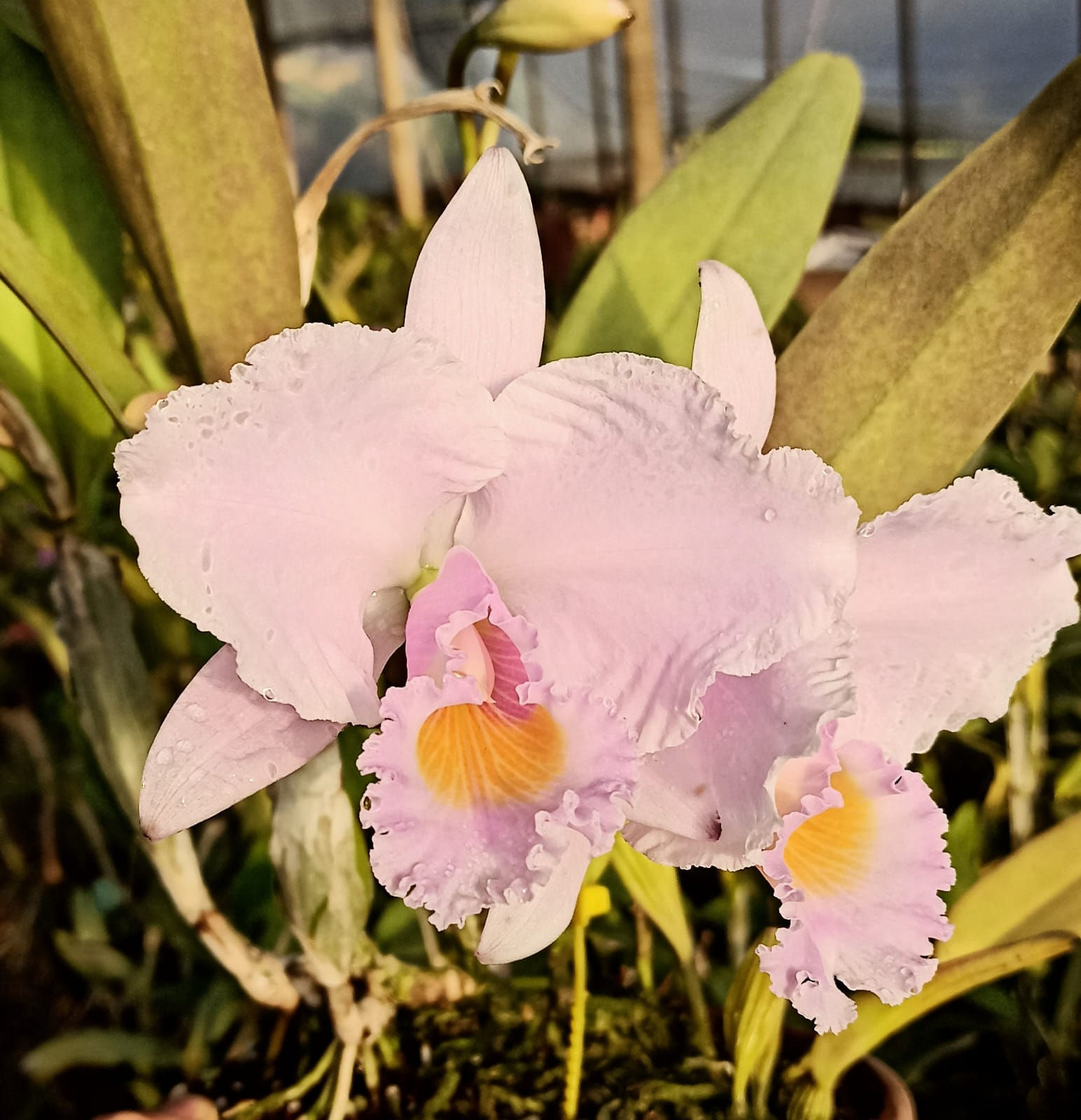 Cattleya trianae concolor  (49165)
