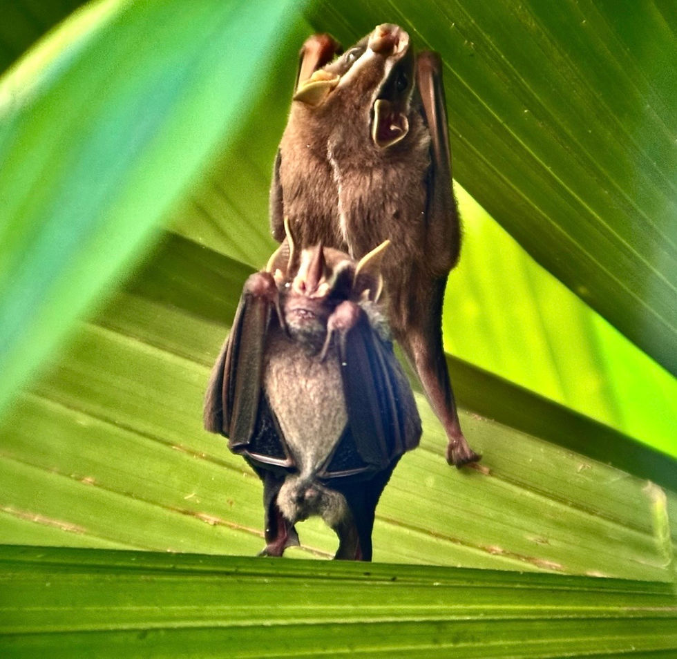 10 Wild Animals You Could See in Manuel Antonio, Costa Rica with Harold & Nature Tribe Costa Rica