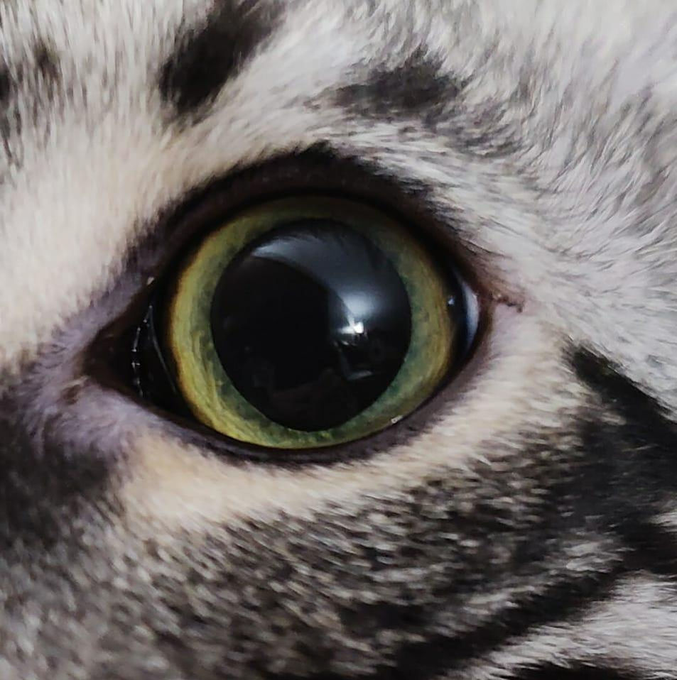 Close-up of a Bengal cat's eye