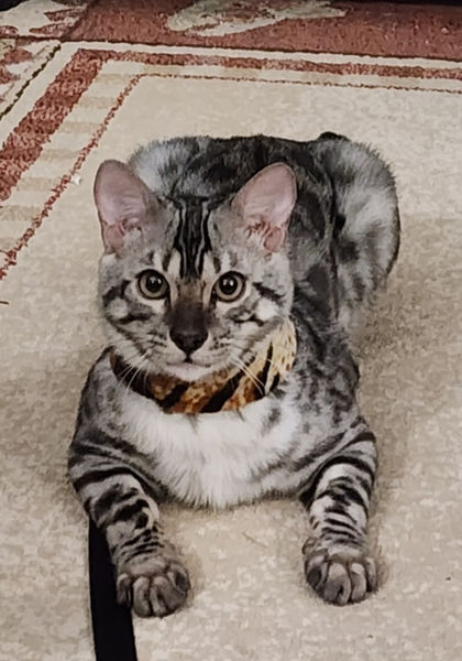 Silver Bengal cat wearing a bandana