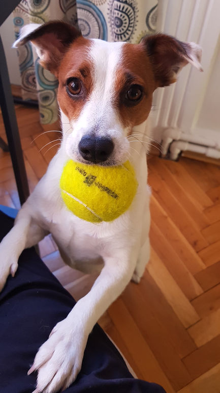 Jack Russell teriyer