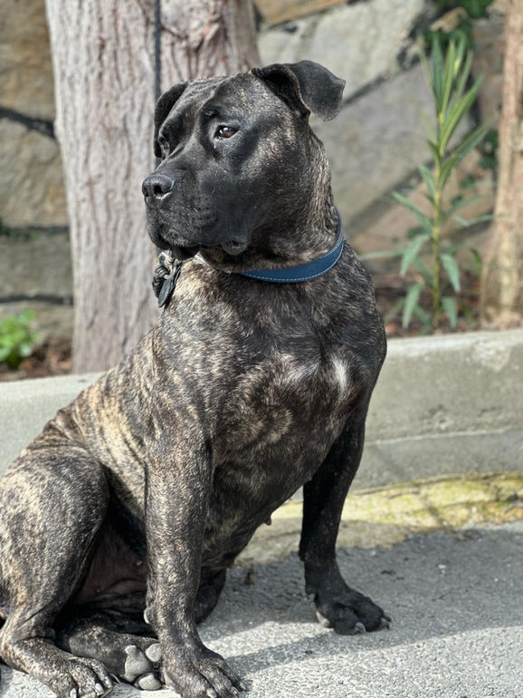 Presa Canario