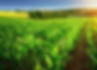 Cover_News_Sustainable_agri_1600px.jpg