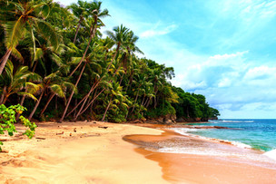 Tropical Beach 