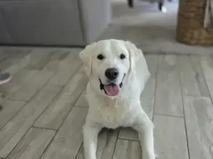 The Transformational Power of Boutique Dog Training in a Stress-Free Home Environment