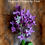 Thumbnail: Lilac Bloom Post Earrings 