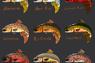 "Cutthroat Trout - Natives of the West"