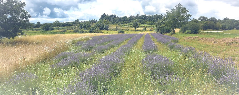 Beige and Grey Organic Warm Fashion Retail Website (1050 x 400 px) (750 × 350 px) (1000 × 