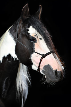 pinto-paintzucht GrasshoffJK__1329