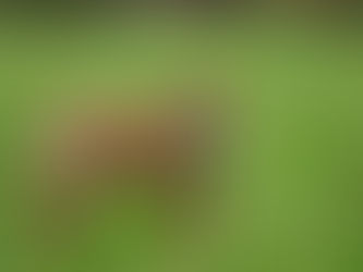 Lesão de meniscos em cães