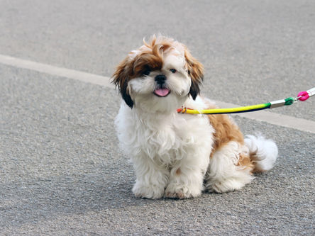 Sinais de câncer em cães: quando desconfiar?