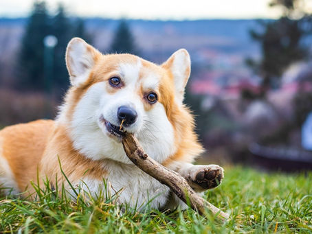 Cachorro com hérnia de disco pode voltar a andar?