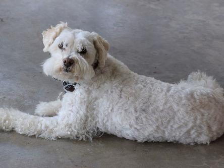 Osteomalácea em cães