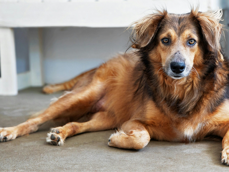 Quando não operar ruptura de ligamento em cães?