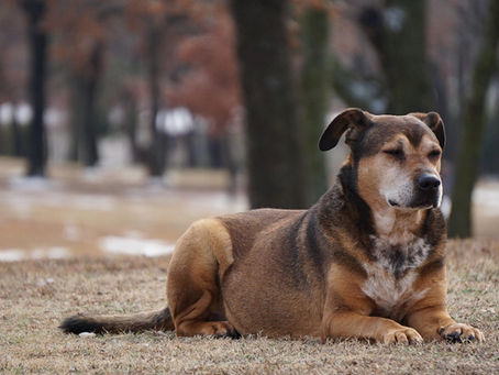 Relação entre ângulo tibial e ruptura do ligamento cruzado cranial