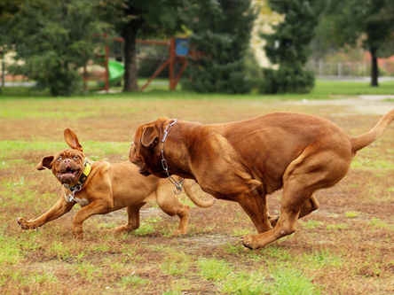 Meu cachorro tirou os pontos antes da hora: o que fazer?