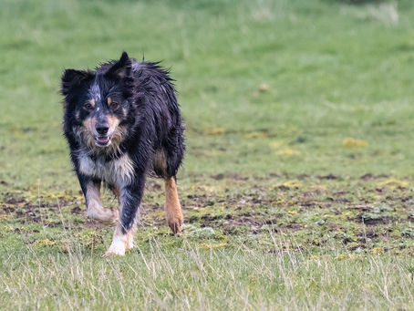 Tempo de protrombina em cães: quando pedir e como interpretar