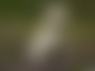 Cálculo da cunha da CTWO em cães: como planejar a osteotomia