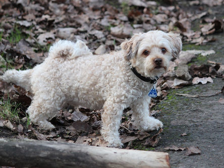 Como evitar complicações no pós-operatório ortopédico de cães e gatos