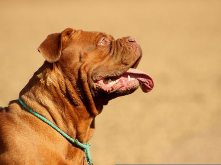 Como a fisioterapia acelera a recuperação de cães com displasia coxofemoral