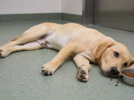 Narcolepsia e cataplexia em cães: como reconhecer os episódios