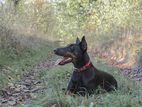 Tendão do músculo extensor digital longo em cães